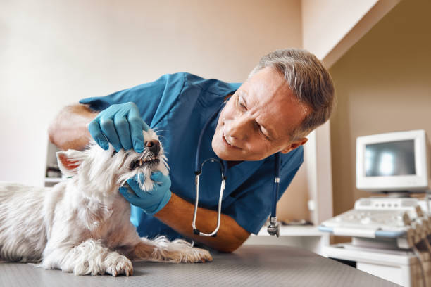 Best Knocked-Out Tooth Emergency  in Georgetown, TX